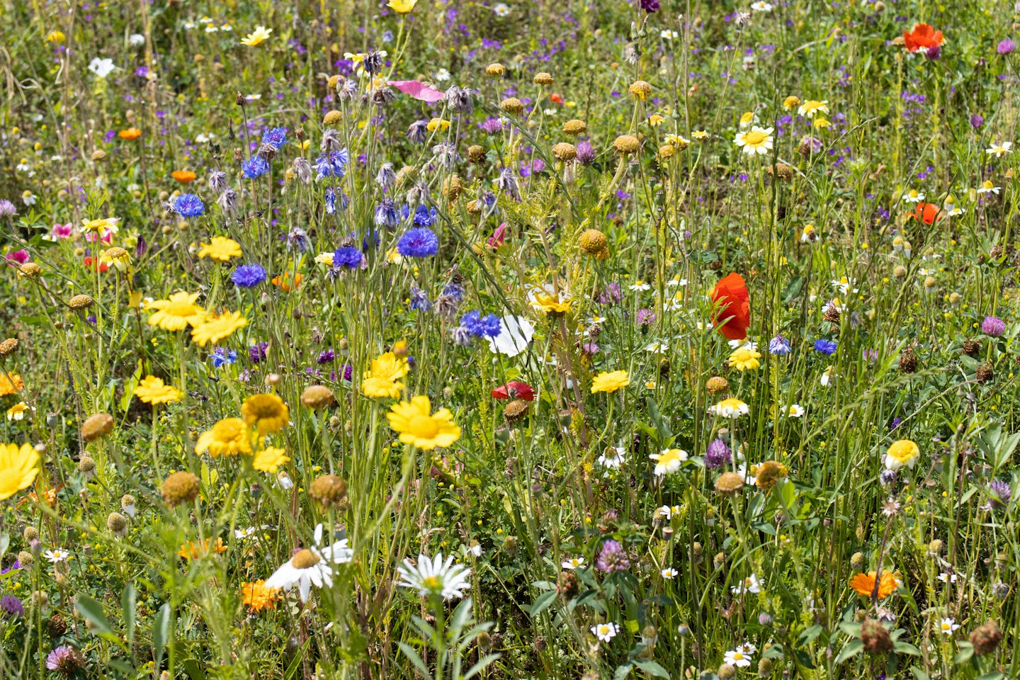 Bunte Wildblumen, die auf einer dichten Wiese blühen.